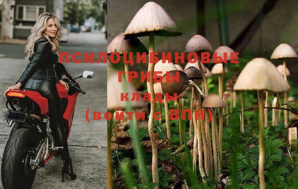 прущие грибы Медногорск
